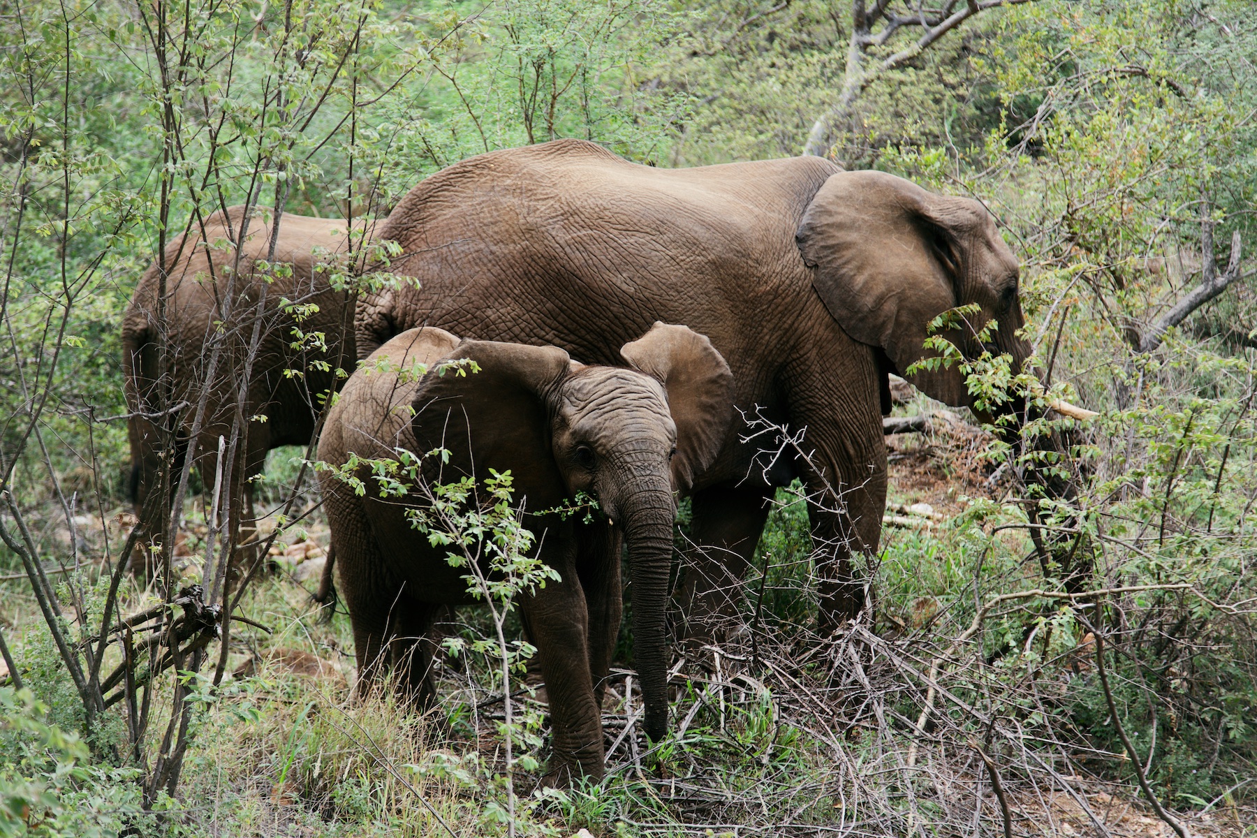 WHERE TO STAY: NALEDI BUSHCAMP SAFARI LODGES SOUTH AFRICA